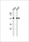 GRASP55 Antibody