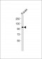GPR110 Antibody
