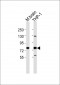 GUCY1A3 Antibody