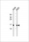 Histone H2B Antibody