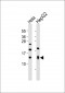 Histone H4 Antibody