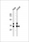 hnRNP A1 Antibody