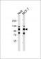 GRP94 Antibody