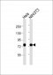 HSC70 Antibody
