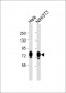 GRP75 Antibody