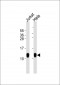 HSPE1 Antibody