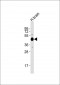 5-HT1A Antibody