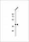 5-HT4 Antibody