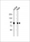 KAT7 Antibody