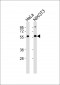 KLF11 Antibody