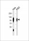 CD107a Antibody