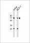 Lamin B1 Antibody