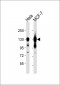 MCM2 Antibody
