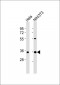 MEOX2 Antibody