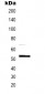 MMP1 Antibody