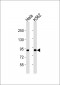 MRE11 Antibody