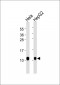 NDUFA4 Antibody