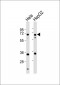 NEIL3 Antibody