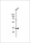 NFYC Antibody