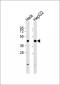 PDHA1 Antibody