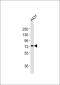 PFKL Antibody