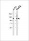 PMS1 Antibody