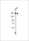 DNA Polymerase alpha 1 Antibody