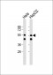 PRPF19 Antibody