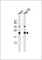 RPL17 Antibody