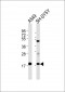 RPL28 Antibody