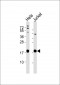 RPL35 Antibody