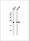 RPS9 Antibody