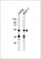 Septin 7 Antibody