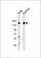 SAP155 Antibody