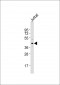 GPR175 Antibody