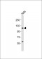 UBA7 Antibody