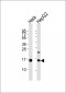 UBE2D2 Antibody