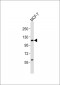 VAV2 Antibody