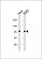 VCP Antibody