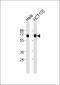 Ku70 Antibody