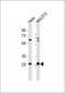 14-3-3 gamma Antibody