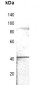 CD184 (pS339) Antibody