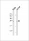 RPL10 Antibody