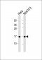 IFITM3 Antibody