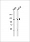 SNRP116 Antibody