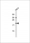 MRPL12 Antibody