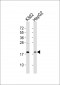 RPS18 Antibody