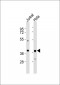 AMPK gamma 1 Antibody