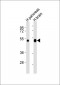 CXADR Antibody