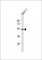 CD174 Antibody